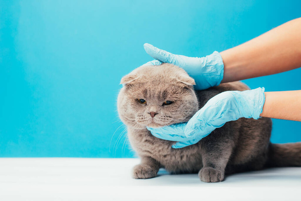 Veteriner doktorunun veteriner kliniğindeki masada kediyi muayene ederken çekilmiş bir fotoğrafı.  - Fotoğraf, Görsel