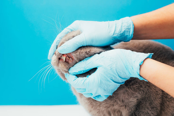 cropped shot of veterinarian doctor examining cat on the table in veterinary clinic. Pet health care and medical concept. - Photo, image