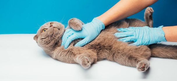 cropped shot of female veterinarian doctor examining cat on the table in veterinary clinic. Pet health care and medical concept. Close up. - Photo, image