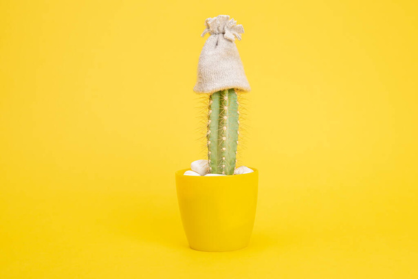 cactus in a flowerpot on yellow background - Foto, immagini