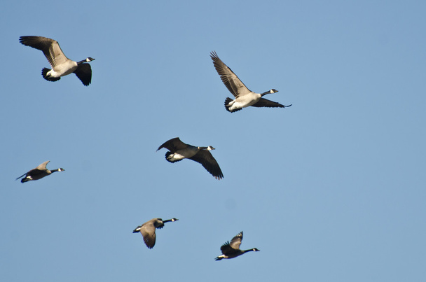 Kanada Kaz Sürüsü Mavi Gökte Uçuyor - Fotoğraf, Görsel