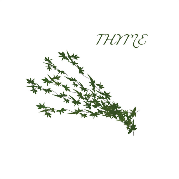 thyme branches on a white background, hand-drawn vector illustration - Foto, Bild