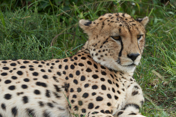 Cheetah Brothers Africa Safari Masai Mara Portrait - Photo, Image