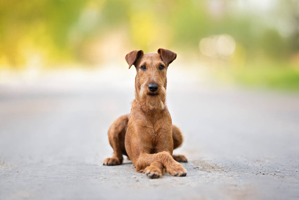 funny irish terrier dog lying down with crossed paws outdoors - Foto, Bild