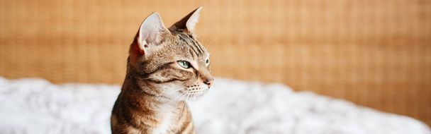 Όμορφη γάτα κατοικίδιο ζώο κάθεται στο κρεβάτι στην κρεβατοκάμαρα στο σπίτι κοιτάζοντας μακριά. Χαλαρωτικό χνουδωτό τριχωτό ριγέ οικόσιτο ζώο με πράσινα μάτια. Αξιολάτρευτο γούνινο γατάκι. Κεφαλίδα banner για την ιστοσελίδα. - Φωτογραφία, εικόνα