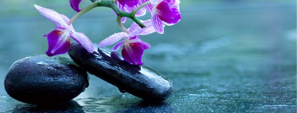 ピンクの蘭と黒の温泉石。. - 写真・画像