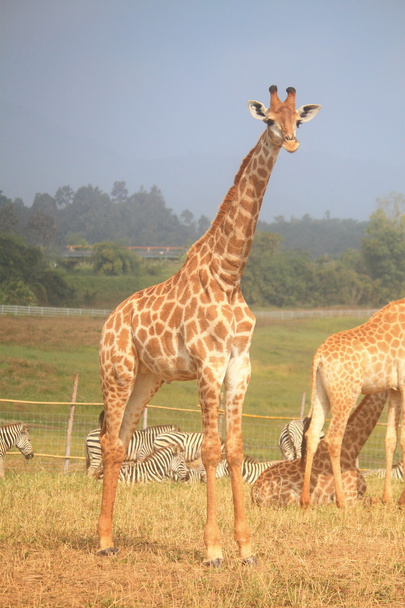 Giraffen in de dierentuin - Foto, afbeelding
