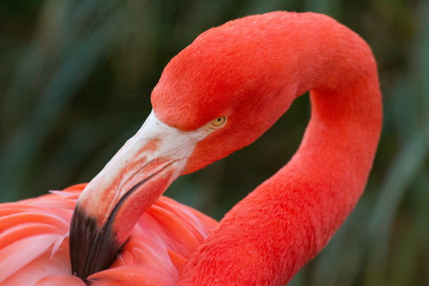 Flamingo - Fotografie, Obrázek