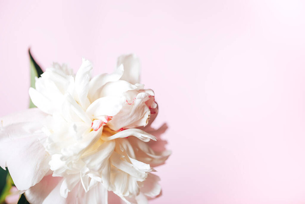 Belle pivoine délicate sur fond rose, fleur fleurie, 8 mars, fête des mères, cadeau d'anniversaire - Photo, image