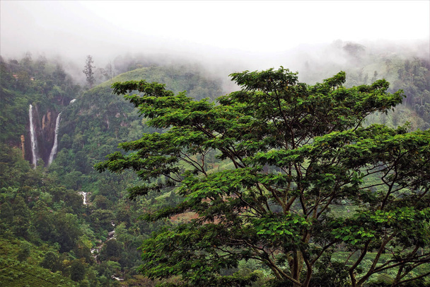 Nebelige Berge Sri Lankas. Im Vordergrund steht ein grüner tropischer Baum. Hintergrund: Berge, die sich im Nebel verstecken, Wasserfall. Nuwara Eliya. - Foto, Bild
