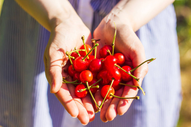 fresh cherries in hands, cherries in womans hands - Photo, Image