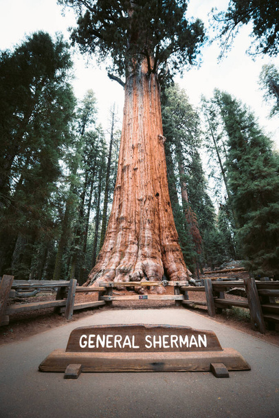 有名なシャーマンツリーの風景、ボリュームで世界最大の知られている一本茎の木、セコイア国立公園、カリフォルニア州、アメリカ - 写真・画像