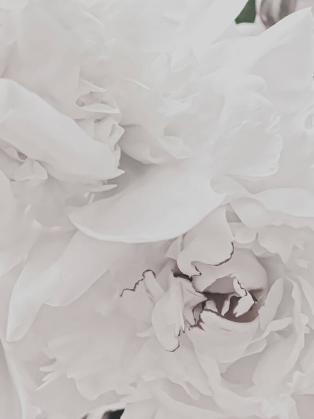 Flor de peonía blanca como fondo floral abstracto para la marca de vacaciones
 - Foto, Imagen