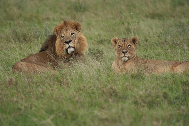 Aslan ve Dişi aslan Kenya Safari Çiftleşmesi - Fotoğraf, Görsel