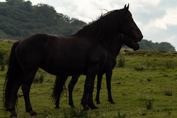 Pareja de caballos en la Sierra - Valokuva, kuva