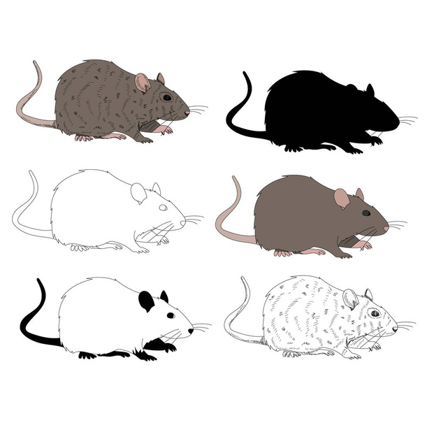 vector, on a white background, rat, mouse, set with silhouette and sketch - Vector, Image
