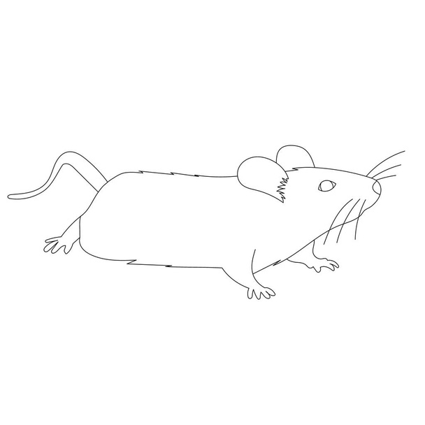 fondo blanco, rata, ratón, contorno, conjunto
 - Vector, Imagen