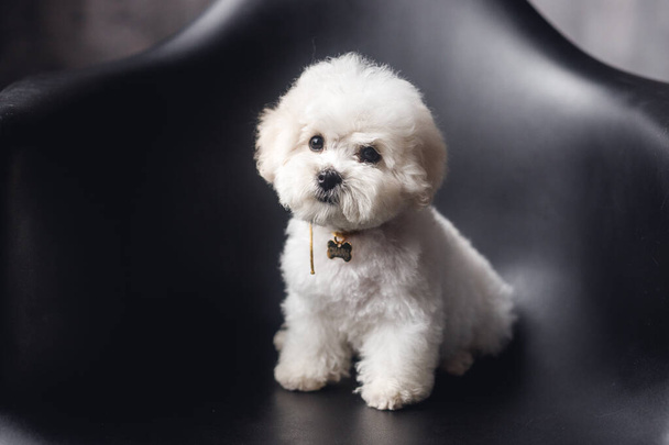A little white Bichon Frize look in camera. White puppy on black armchair - Photo, Image