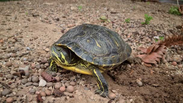 8K Велика черепаха подряпає землю своїми задніми ногами. Крупним планом - 8K UHD (7680 x 4320
) - Кадри, відео
