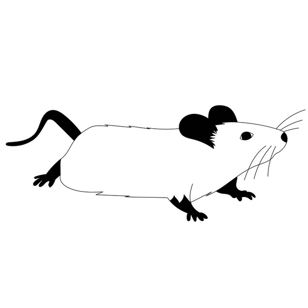 bílé pozadí, krysa, myš, černá a bílá silueta - Vektor, obrázek