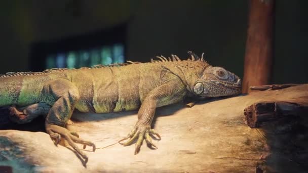 iguana w terrarium, arboreal, gatunki jaszczurek - Materiał filmowy, wideo