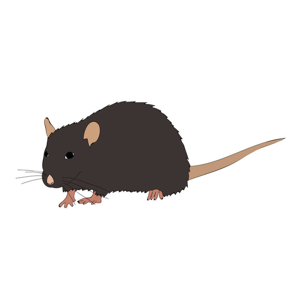 Vektor, weißer Hintergrund, Ratte, Maus, braun - Vektor, Bild
