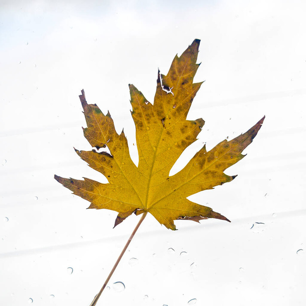 Square Natural single yellow maple tree leaf isolated against bright white background - Photo, Image