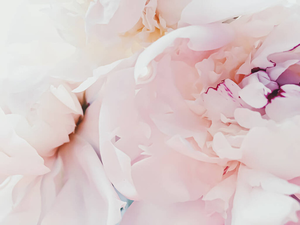 Flor de peonía rosa como fondo floral abstracto para la marca navideña
 - Foto, Imagen