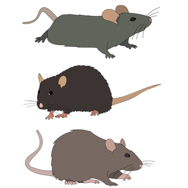 white background, rat, mouse, set - Vector, Image