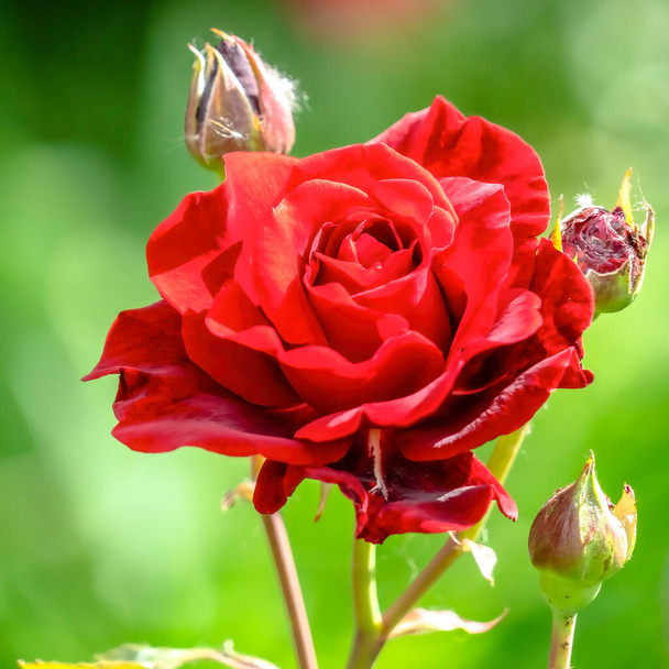 Square frame Fresh natural blooming red rose plant close up against blurry nature background - Photo, Image