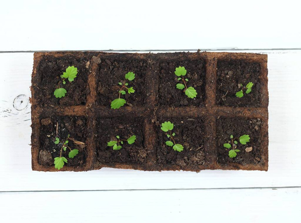 Young medicinal strawberry Fragaria vesca seedlings in pots, top view.  Leaves, berries and roots are curative. Small plants of curative  strawberries in biodegradable pots grown from seeds.  - Photo, Image