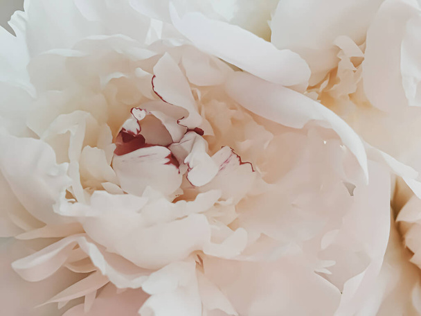 Бежевый пионский цветок как абстрактный цветочный фон для праздничного брендинга
 - Фото, изображение