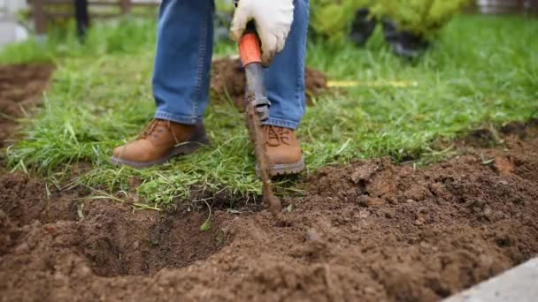 Man diging holes a shovel for planting juniper plants in the yard. Seasonal works in the garden. Landscaping. Landscape design. - Séquence, vidéo