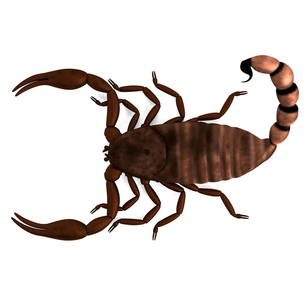Renderização 3d realista de escorpião
 - Foto, Imagem