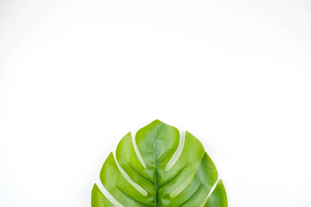 Monstera leaves summer on white background with a space for text, top view. - Foto, immagini