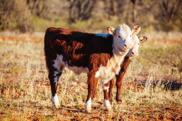 Vacas de pastoreo en el interior de Australia - Foto, Imagen