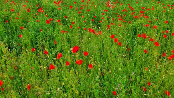 牧草地の緑の草の間の赤いケシ - 写真・画像