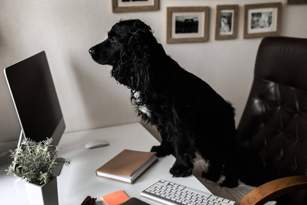 cute dog with a laptop in office - Photo, image