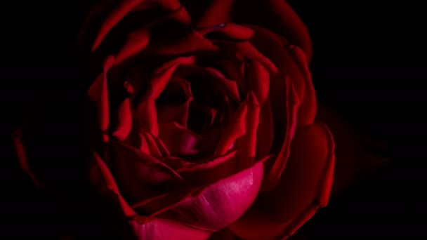 Rose bud abre lapso de tiempo girando girando, fondo negro de estudio, 4k
 - Imágenes, Vídeo