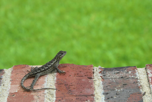 Alert Lizard on Brick window Sill - Photo, Image