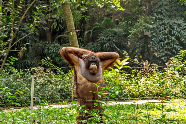 Männlicher Sumatra-Orang-Utan (Pongo abelii)) - Foto, Bild