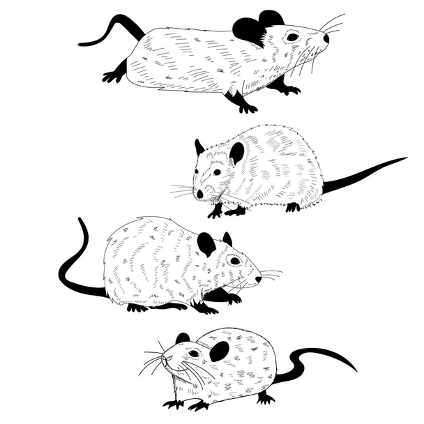 a white background, black and white silhouette of a rat, mouse, set - Vector, Image