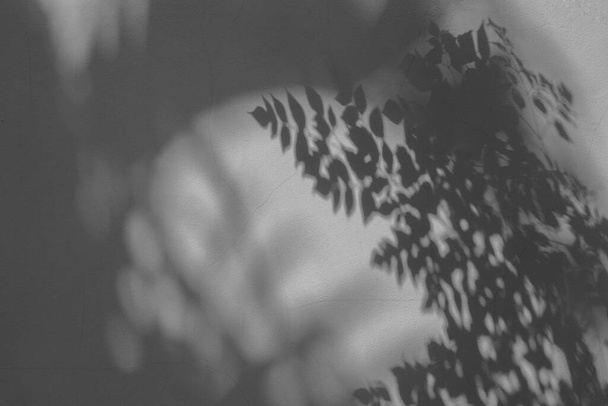 σκιά ενός φύλλου στον λευκό τσιμεντένιο τοίχο - Φωτογραφία, εικόνα