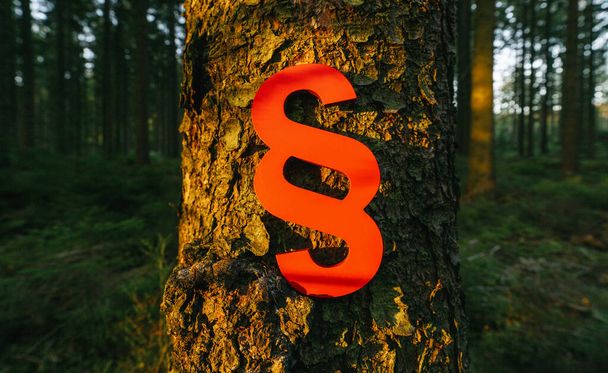 paragraph sign of Law and Justice on a tree trunk at the deep forest at sunset - Photo, Image