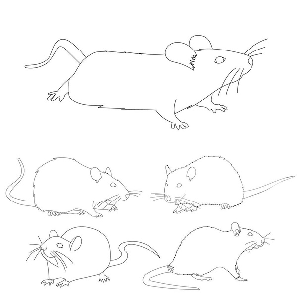 vektor, na bílém pozadí, obrys krysa, myš, nastavit - Vektor, obrázek