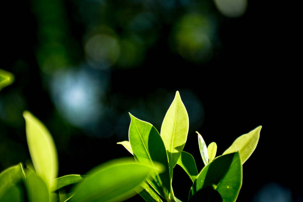 zielony liść i gałąź w lesie - Zdjęcie, obraz