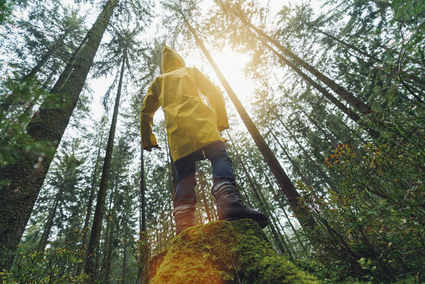 Mladý muž stojí na kmeni stromu v lese a dívá se na vrcholky stromů ve žlutém plášti  - Fotografie, Obrázek
