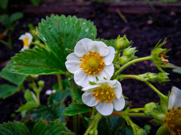 Garden strawberry flowers with raindrops closeup. - Photo, Image