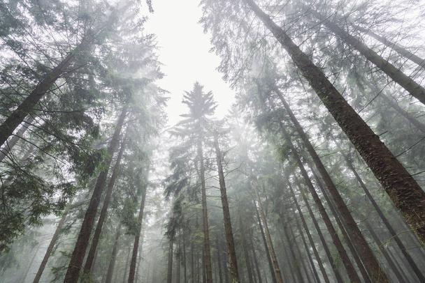 erdő fák ellen Misty ég - Fotó, kép