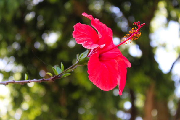 Macro van hibiscus aan de zijkant, met duidelijke details van helmknoppen en stampers. Hibiscus rosa-Sinensis, Chinese hibiscus, Chinese roos, Hawaiiaanse hibiscus, rozenkaasjeskruid, schoenzwarte plant. Beja, Portugal. - Foto, afbeelding